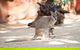 WILD LIFE Sydney Entrance Ticket - thumb 21