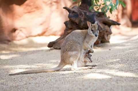 WILD LIFE Sydney Entrance Ticket - Tourism Guide 21