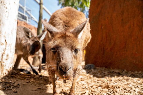 WILD LIFE Sydney Entrance Ticket - Tourism Guide 24