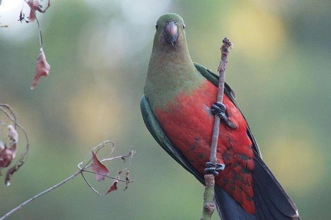 Inside The Greater Blue Mountains World Heritage - A Wildlife Safari Overnight - Tourism Guide 16