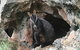 Inside The Greater Blue Mountains World Heritage - A Wildlife Safari Overnight - thumb 22