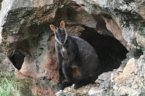 Inside The Greater Blue Mountains World Heritage - A Wildlife Safari Overnight - Tourism Guide 22