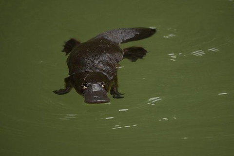 Inside The Greater Blue Mountains World Heritage - A Wildlife Safari Overnight - Tourism Guide 20