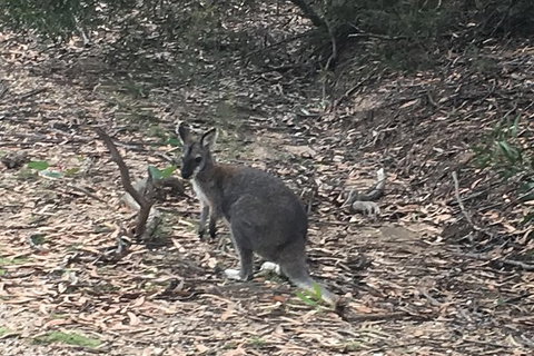Inside The Greater Blue Mountains World Heritage - A Wildlife Safari Overnight - Tourism Guide 30
