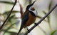 Inside The Greater Blue Mountains World Heritage - A Wildlife Safari Overnight - thumb 32