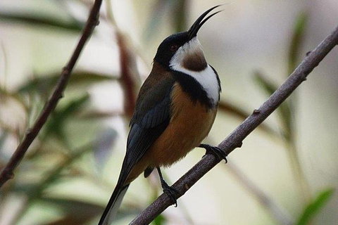 Inside The Greater Blue Mountains World Heritage - A Wildlife Safari Overnight - Tourism Guide 32