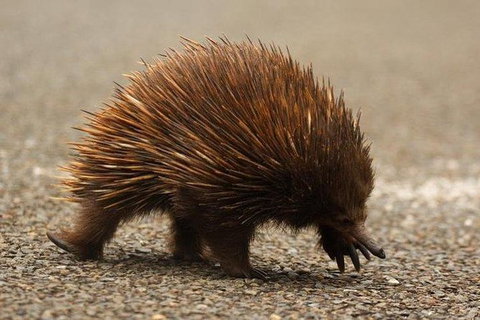 Inside The Greater Blue Mountains World Heritage - A Wildlife Safari Overnight - Tourism Guide 8