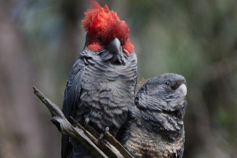 Inside The Greater Blue Mountains World Heritage - A Wildlife Safari Overnight - Tourism Guide 12
