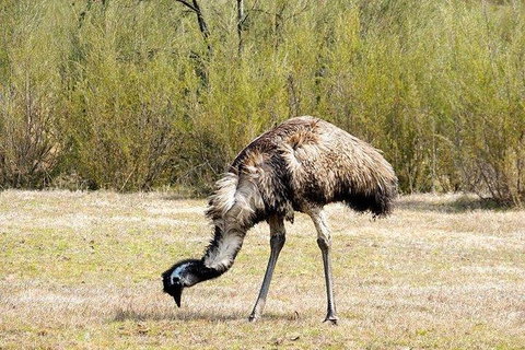 Inside The Greater Blue Mountains World Heritage - A Wildlife Safari Overnight - Tourism Guide 19