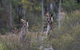 Inside The Greater Blue Mountains World Heritage - A Wildlife Safari Overnight - thumb 18