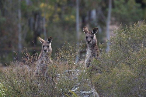 Inside The Greater Blue Mountains World Heritage - A Wildlife Safari Overnight - Tourism Guide 18