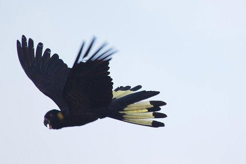 Inside The Greater Blue Mountains World Heritage - A Wildlife Safari Overnight - Tourism Guide 11