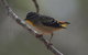Inside The Greater Blue Mountains World Heritage - A Wildlife Safari Overnight - thumb 7