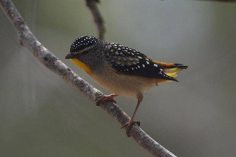 Inside The Greater Blue Mountains World Heritage - A Wildlife Safari Overnight - Tourism Guide 7