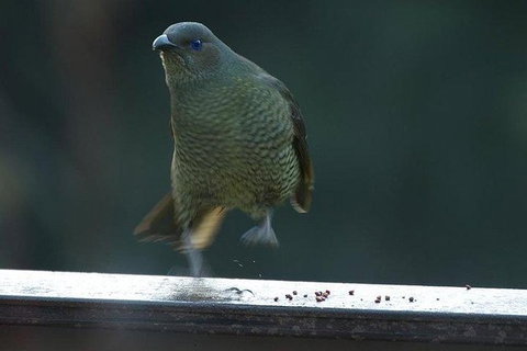 Inside The Greater Blue Mountains World Heritage - A Wildlife Safari Overnight - Tourism Guide 21