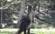 Inside The Greater Blue Mountains World Heritage - A Wildlife Safari Overnight - thumb 27