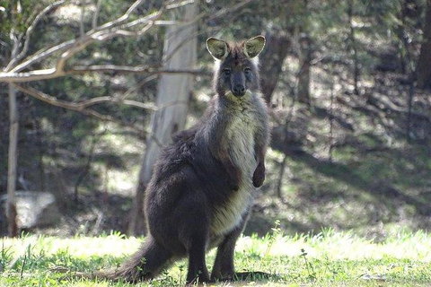 Inside The Greater Blue Mountains World Heritage - A Wildlife Safari Overnight - Tourism Guide 27