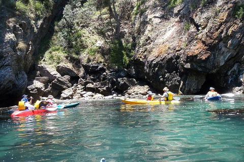 Batemans Bay Glass-Bottom Kayak Tour Over 2 Relaxing Hours - Cruises Travel 1