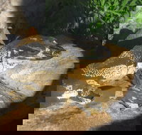 Armadale Reptile Centre - Tourism Guide