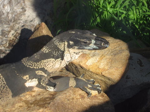Armadale Reptile Centre - Tourism Guide 0