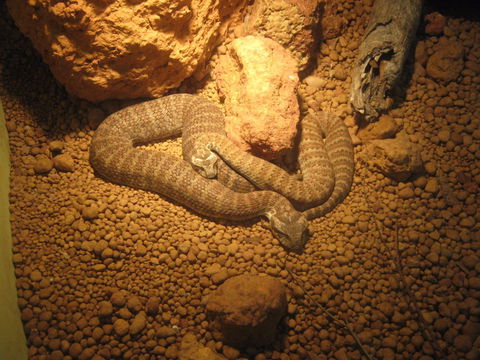Armadale Reptile Centre - Tourism Guide 1