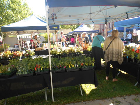 Clare Show Market - Cruises Travel 1