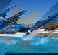 Dolphin Marine Conservation Park - Tourism Guide