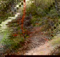 Great North walk - Brisbane Water National Park - Tourism Guide