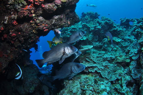 Maori Wrasse Bommie Dive Site - Tourism Guide 1