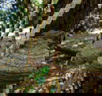 Mount Keira Ring Track - Travel Agents