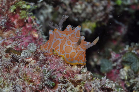 Pelorus And Orpheus Islands - Travel Agents 0