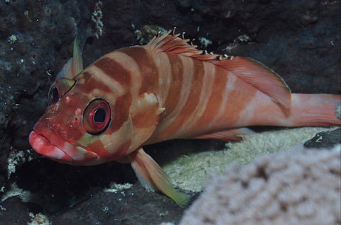 Pelorus And Orpheus Islands - Travel Agents 1