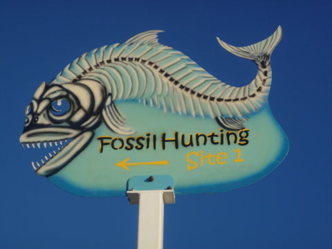 Richmond Fossil Hunting Sites - Tourism Guide 1