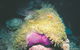 Rowley Shoals - thumb 2