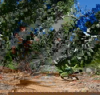 Scorpion Trail Kalamunda Mountain Bike Trails - Tourism Guide