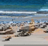 Seal Bay - Tourism Guide