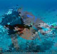 Second Reef Dive Site - Tourism Guide