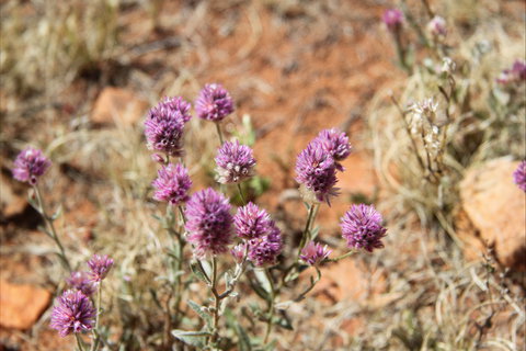 Walpa Gorge Walk - Travel Agents 0