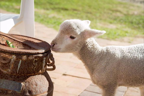 White Ridge Farm - Travel Agents 2