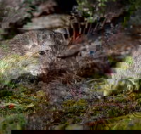 Wildlife Wonders - Travel Agents