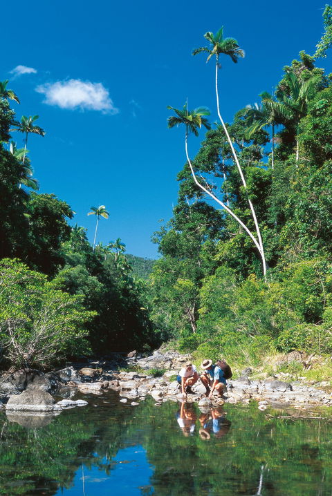 Airlie Beach To Cedar Creek Falls - Tourism Guide 1