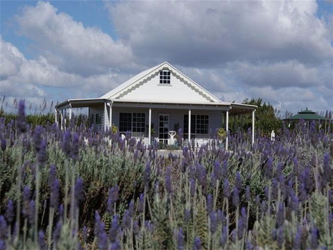 Amandine Lavender - Tourism Guide 0