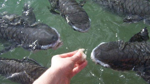 Aquascene - Travel Agents 1