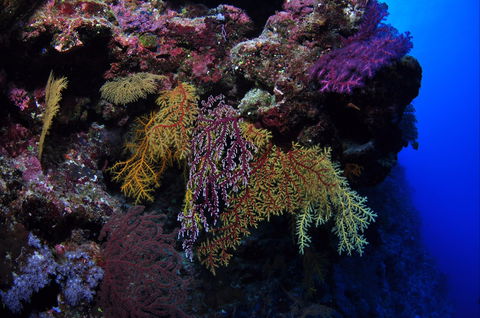 Around The Bend Dive Site - Tourism Guide 0