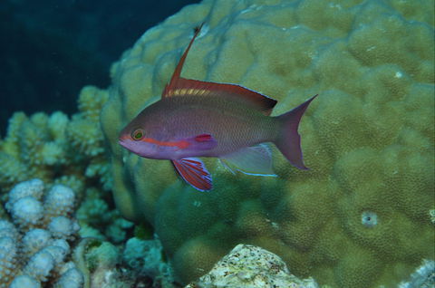Around The Bend Dive Site - Tourism Guide 1
