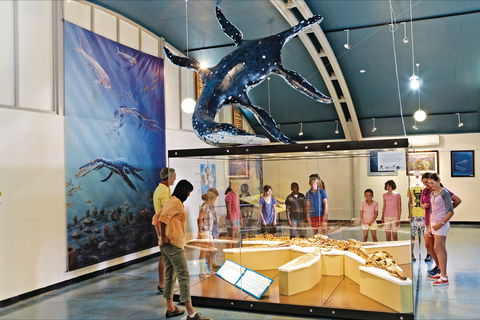 Australian Dinosaur Trail - Travel Agents 1