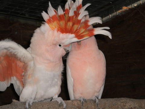 Birdland Animal Park - Tourism Guide 1