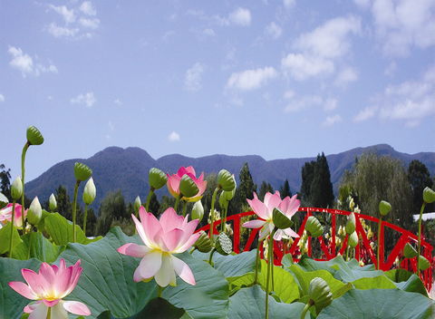 Blue Lotus Water Garden - Travel Agents 0