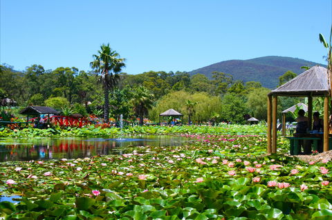 Blue Lotus Water Garden - Travel Agents 1