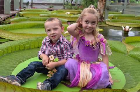 Blue Lotus Water Garden - Travel Agents 2